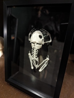 árbol rana esqueleto huesos cráneo animal gótico anfibio 3d print model - Mito3D