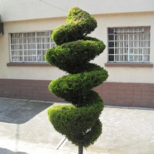 Baum Mexiko home 123d catch Photogrammetrie outdoor-Garten 3d print model - Mito3D