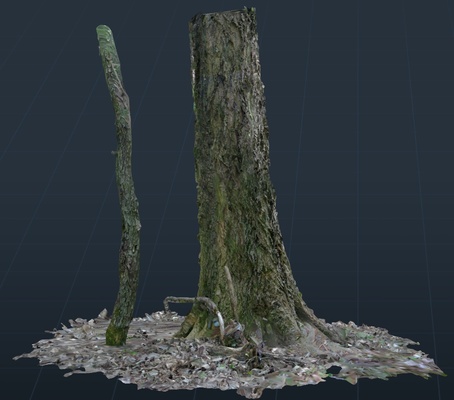 tree trunk nature 3dscan scan 3d print model - Mito3D