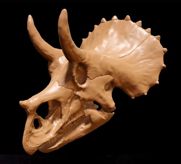 triceratops juvenil dinossauro crânio fóssil osso esqueleto cretáceo ceratopsiano ornitísquio paleontologia 3d print model - Mito3D
