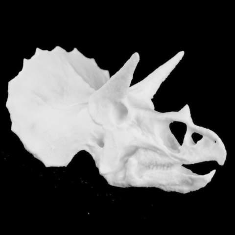 triceratops crânio do colorado, eua arte 3D print model - Mito3D