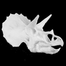 triceratops kafatası colorado usa sanat 3d print model - Mito3D