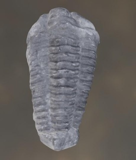 trilobite fossil 3d scaned paleontology scan print prehistoric arthropod geology museum education natural history marine life extinct segmented body exoskeleton high-resolution accurate digital model collectible decorative 3d print model - Mito3D