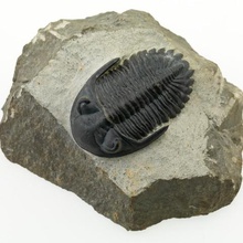 trilobite p149623 jeu fossile la géologie les géosciences musée de paléontologie animaux 3d print model - Mito3D