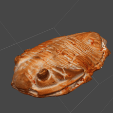 trilobite probabilmente devoniano vari biologia 3d print model - Mito3D