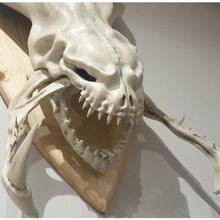 troféu crânio arte osso animal dentes escultura 3d print model - Mito3D
