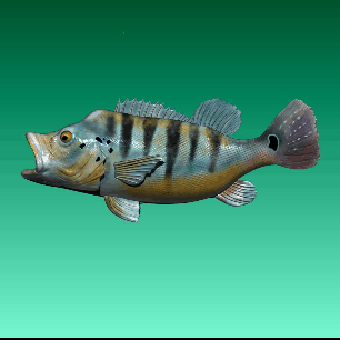 paon poisson basse sport pêche décoratif gros pêcheur rivière 3d print model - Mito3D