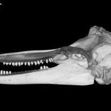 il delfino tursiope tursiops truncatus cranio vari 3d print model - Mito3D