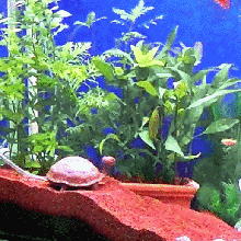 turtle aquarium gadget embellishment aquarium tortoise fish tank turtle decoration