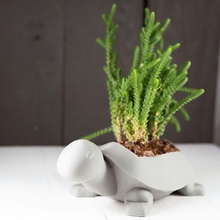 tartaruga fioriera casa piante grasse cactus fioriere succulente succulente-fioriera indoor-fioriera animale 3d print model - Mito3D
