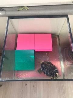 tartaruga rampa scalatore scalata asciutto zona acquario snap on spingere in forma 3d print model - Mito3D