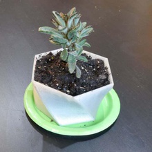twisty customizable planter home outdoor garden flower pot flowerpot 3d print model - Mito3D
