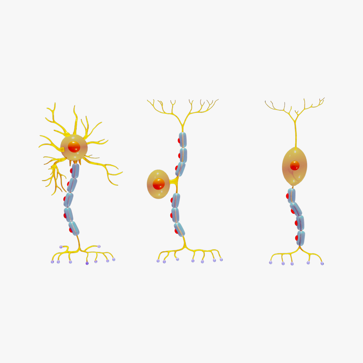 tipos neurônios neurônio nervo célula axônio nó soma núcleo dendrito sensorial dendritos astrócito mielina axontermo cérebro sináptica ranvier anatomia bipolar bainha 3D print model - Mito3D