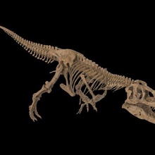 Tyrannosaurus t rex iskelet 3d print model - Mito3D