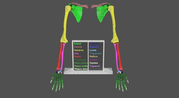 Superior extremidades faja color codificado 3d modelo anatomía esqueleto mano brazo hueso Ciencias médico 3d print model - Mito3D