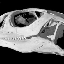uromastyx hardwickii indiano spinosi a coda di lucertola cranio vari 3d print model - Mito3D