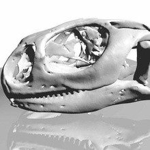 uromastyx lizard skull biology 3d print model - Mito3D