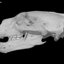 ursus maritimus polar bear skull various 3d print model - Mito3D