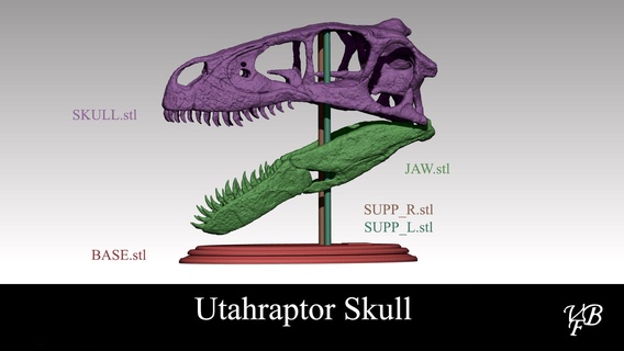 utahraptor skull paleoart dinosaurs mammals animals nature 3d print model - Mito3D