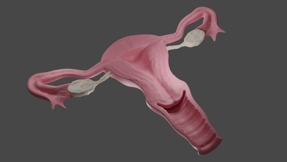 uterus anatomical model anatomy medical education utero ovario 3d print model - Mito3D