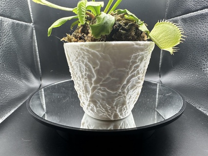 vascular plant pot Home pots print in place plants nature cool creepy art fun garden 3d print model - Mito3D