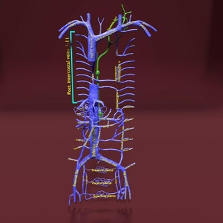 veineux système thorax abdominal veine étiqueté 3d modèle organe Humain médical science anatomie vasculaire abdomen chyle azygote carrière sang médicament 3d print model - Mito3D