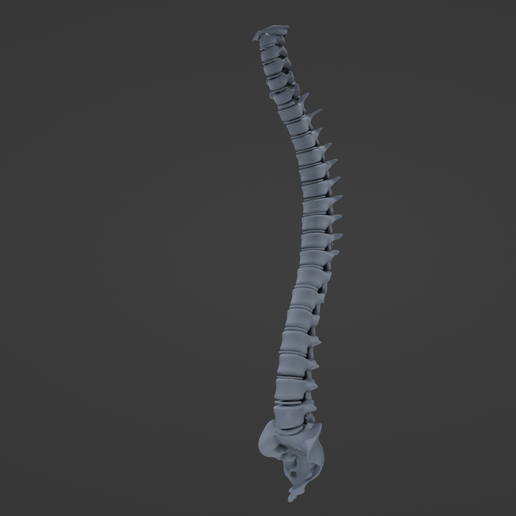 vertebral column 3D print model - Mito3D