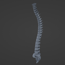 vertebral column 3d print model - Mito3D