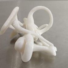 vestibular base ossos anatomia medicamento 3d print model - Mito3D