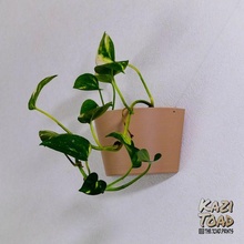 mur pendaison planteur plante pot jardin lierre 3d print model - Mito3D