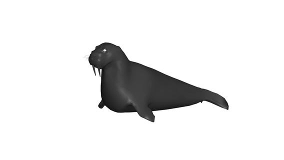 walrus 3d print model - Mito3D