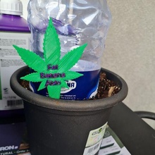 weed strain markers gadget 420 tobacco rolling buddy marijuana cannabis plant label 3d print model - Mito3D