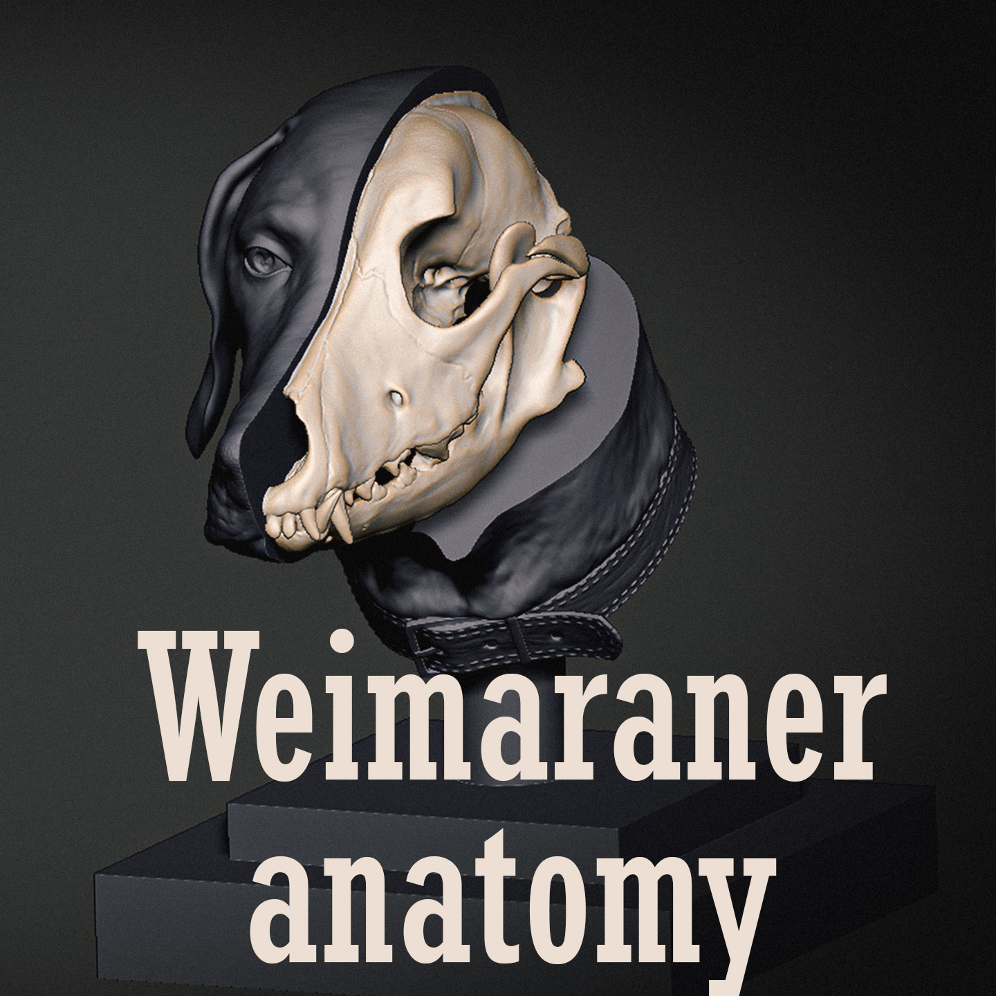 Weimaraner cão anatomia animal crânio ferramenta cabeça fracasso modelo 3D print model - Mito3D