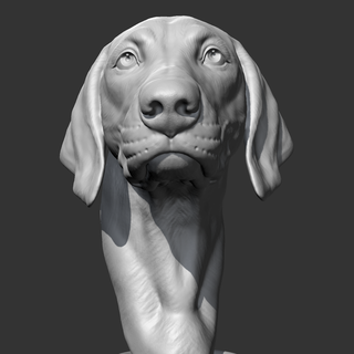 Weimaraner baş am10 3d Yazdır model köpek büst hayvan heykel anıt indir heykelcik yazıcı Yavru kedi minyatür minyatürler Sanat 3d print model - Mito3D