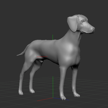 weimaraner animale cane braco domestico 3d print model - Mito3D