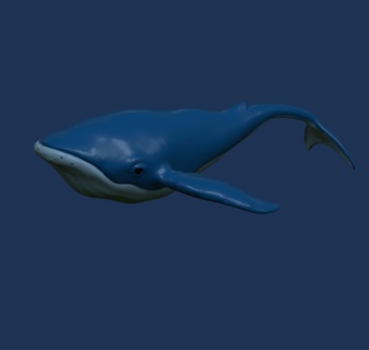 ballena azul mar Oceano 3d print model - Mito3D