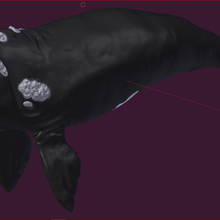 balena vari il karaoke 3d print model - Mito3D