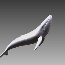 baleine 3d print model - Mito3D