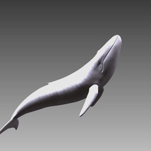 whale 3d print model - Mito3D