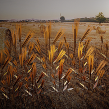 wheat model grass plants game farm cereals nature ambient developer 3d print model - Mito3D