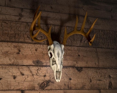 white-tailed deer skull antlers 3d print model - Mito3D