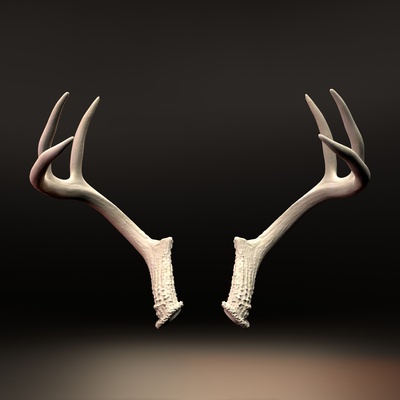 queue blanche mâle cerf ramure ensemble 2 cornes bois wapiti taureau diable chèvre 3d print model - Mito3D