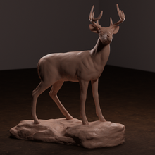 whitetail deer 3d print model - Mito3D