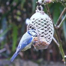 yabani kuş besleyici ev bahçe tohum açık kuşlar yemlik süspansiyon ikinci hayat sl birdball yararlı levrek baştankara 3d print model - Mito3D