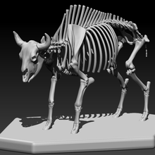 wild bull bone structure 3d print model - Mito3D