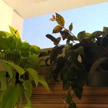 ventana planta maceta gancho 3d print model - Mito3D