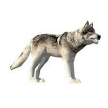 wolf 3d ferramenta animais 3d print model - Mito3D