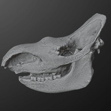 woolly rhino skull 3d print model - Mito3D