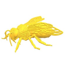 working bee apis mellifera various laborer worker animals honey insect animal etiquette environmental education didactic instructional anatomy science 3d print model - Mito3D