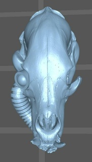 xanadu cranio gioco Mechanicum meccanico fucina mondo 30k horus eresia xana 3d print model - Mito3D